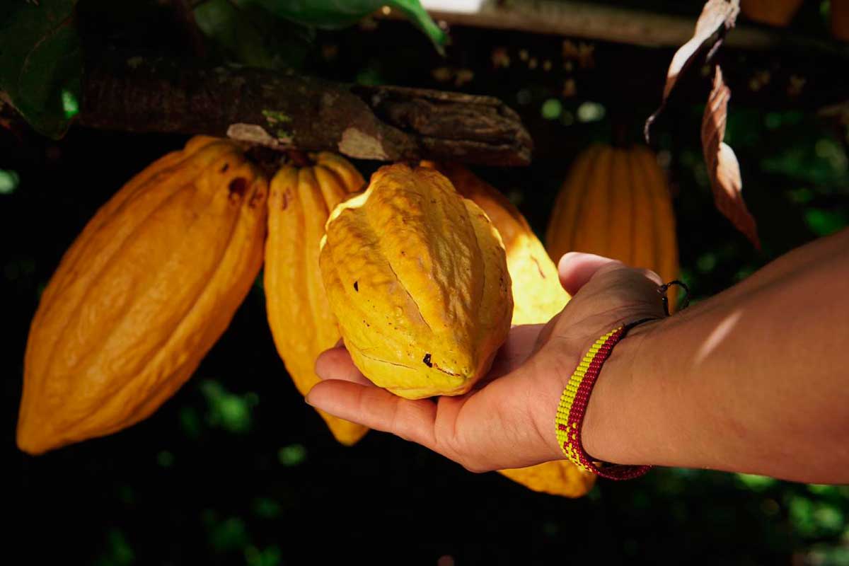 Cacao, la joya de Colombia