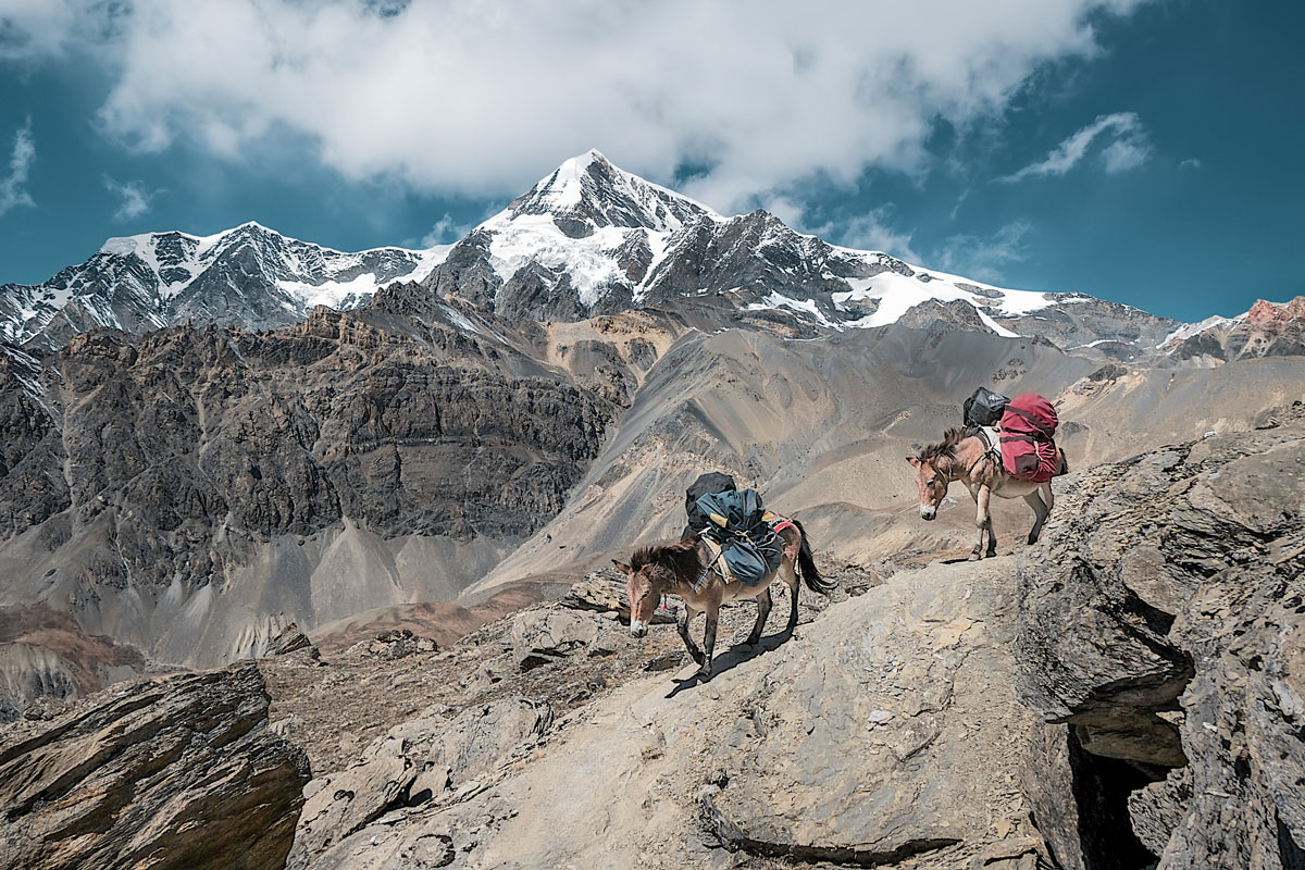 Burros del Himalaya