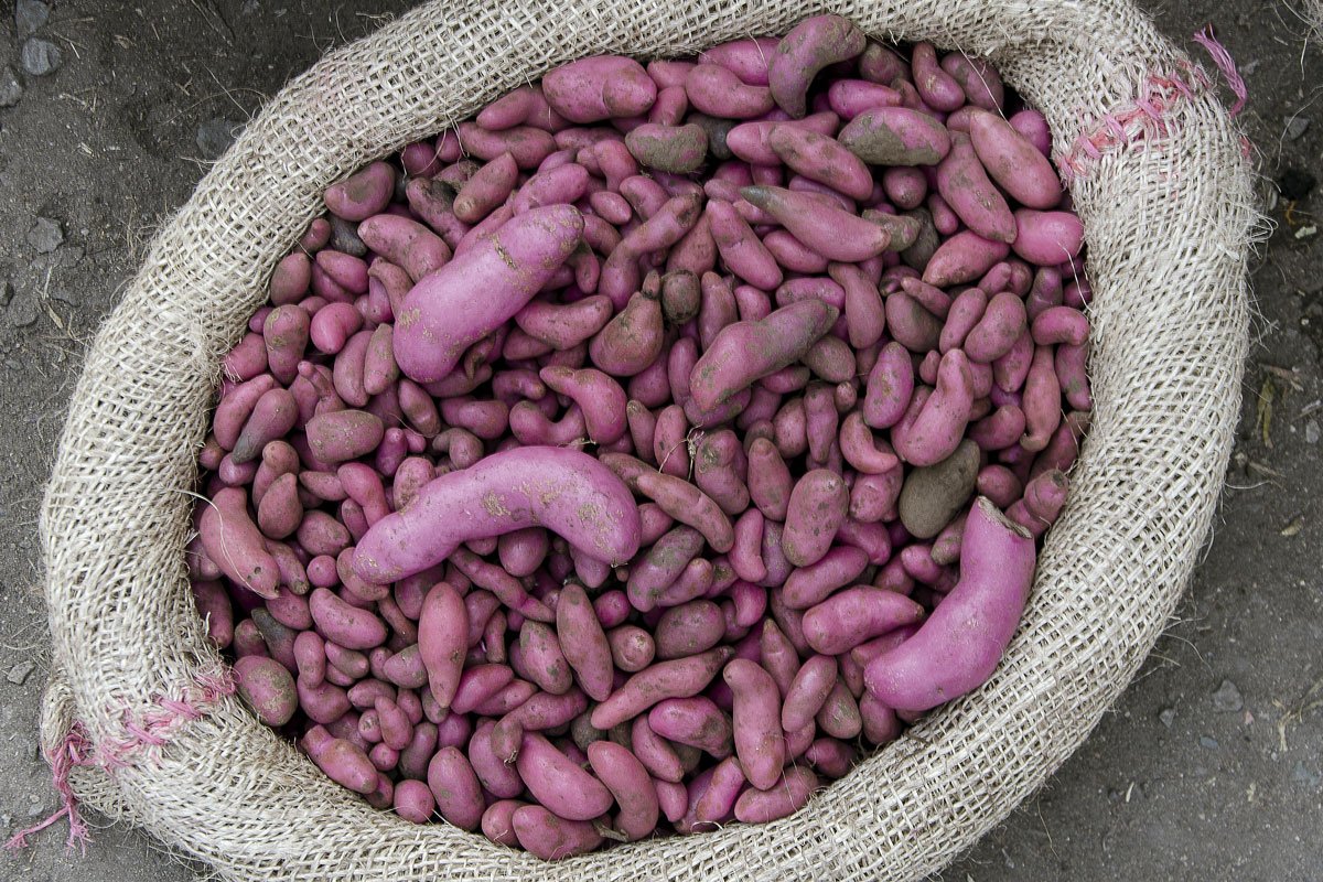 Conozca al grupo de antropólogos que reunió más de 3 mil recetas del Cauca