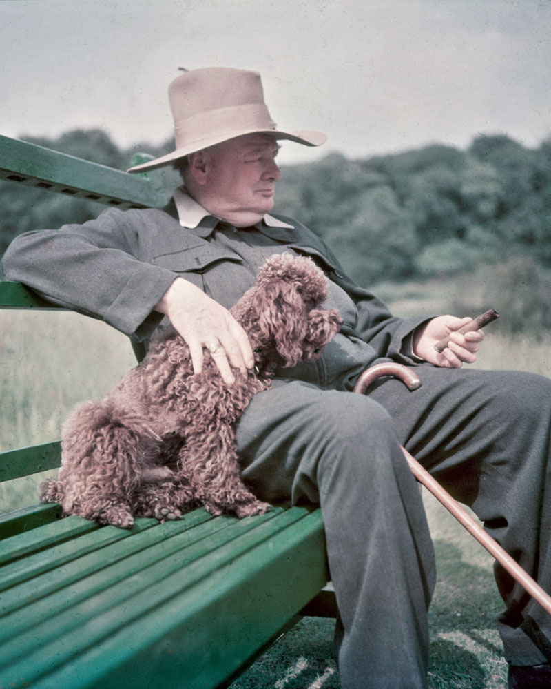 perro_churchill