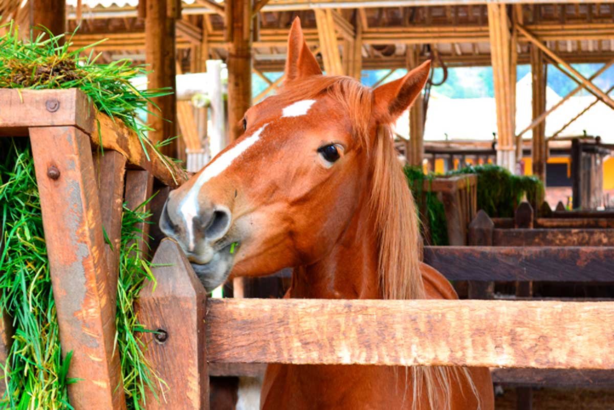 Finkana 2021, el parque de caballos de la sabana de Bogotá