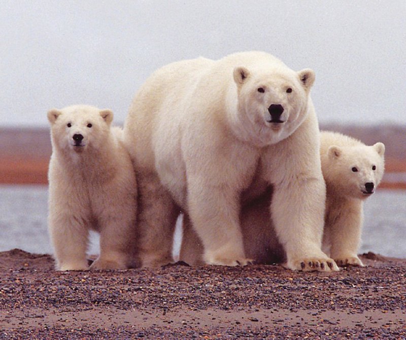 El gran hermano oso, por Roberto Fontanarrosa