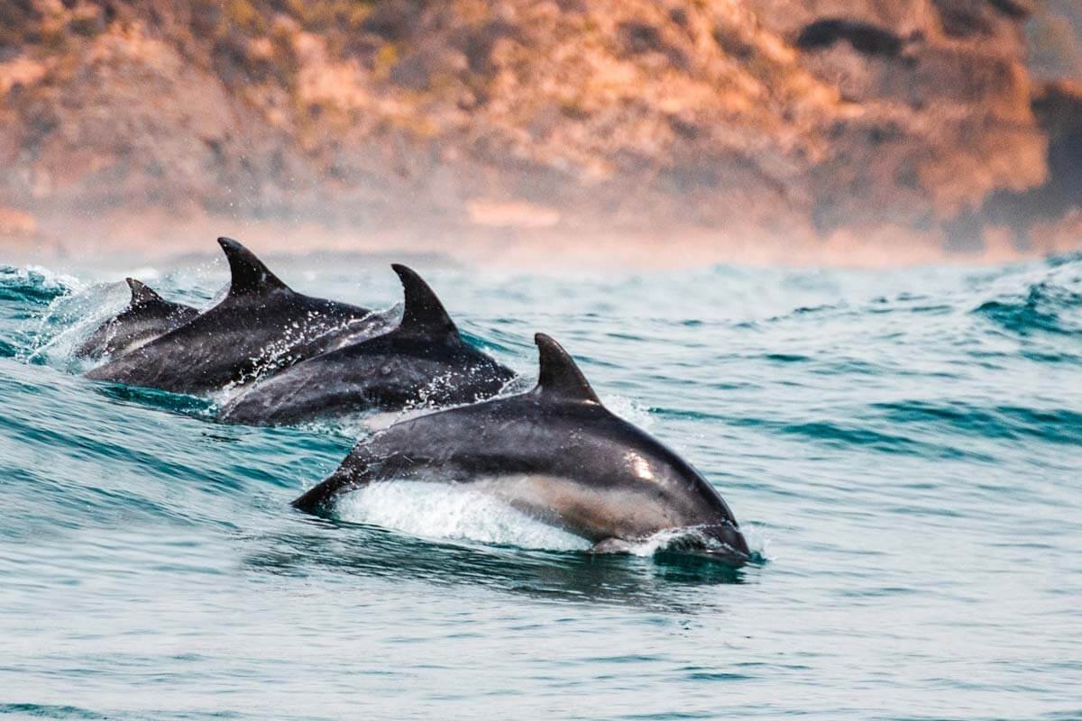 “Hay que negociar como los delfines”