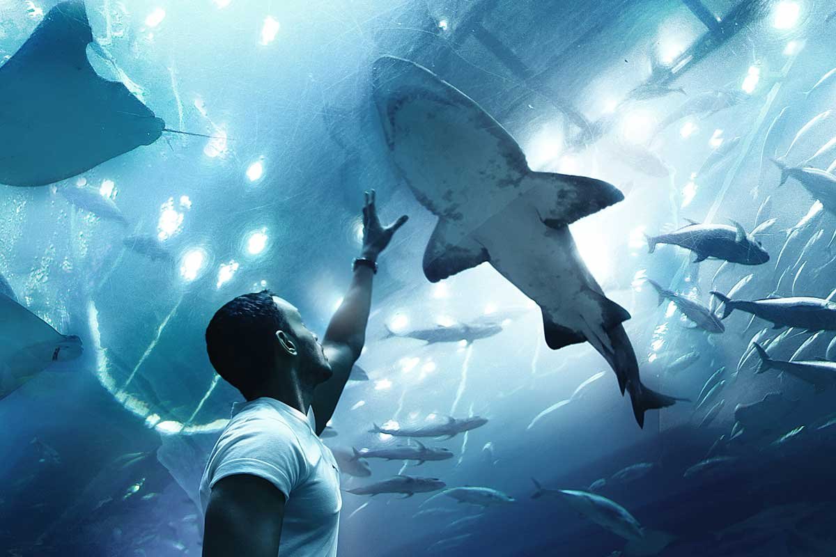 Aprenda a tener éxito en los negocios como un verdadero tiburón