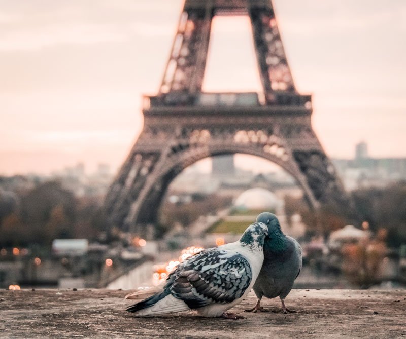 La curiosa solución de París para acabar con la sobrepoblación de palomas