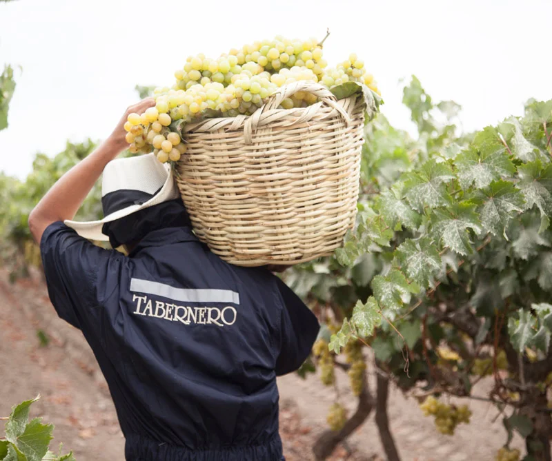 ¡A su salud! El apasionante mundo del pisco peruano