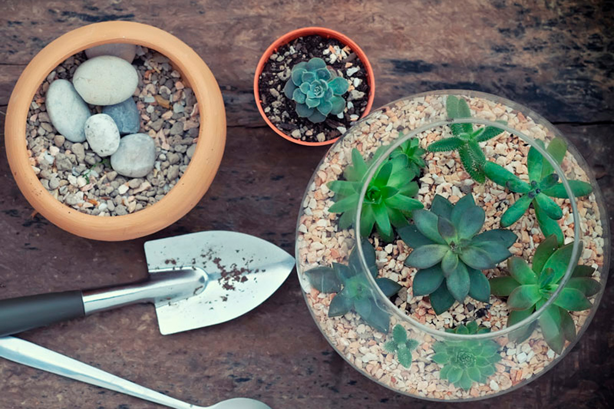 Construya su terrario casero en cinco pasos