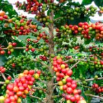 Colombia: Disfrute la calidad y perfil aromático del café colombiano en todos sus paisajes icónicos. Desde Bogotá hasta el famoso Eje Cafetero pruebe las múltiples variedades de sabores y texturas de la bebida o como le dice en el país: el tinto. Si desea visitar los cafetales y conocer a sus caficultores, vaya al Cauca, Santander, Huila y Antioquia.
