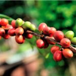 Ecuador: Orellana, Sucumbíos, Esmeraldas, Imbabura y Napo son algunas de las regiones en donde encontrará los cafetales de calidad y con técnicas modernas de cultivo que permite una mayor productividad con granos de café Arábica (Arabia) y Robusta (África).
