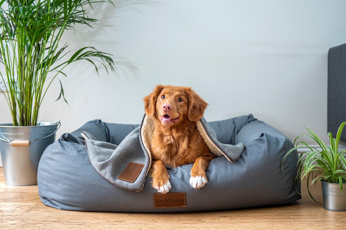 10 experiencias de lujo para su mascota