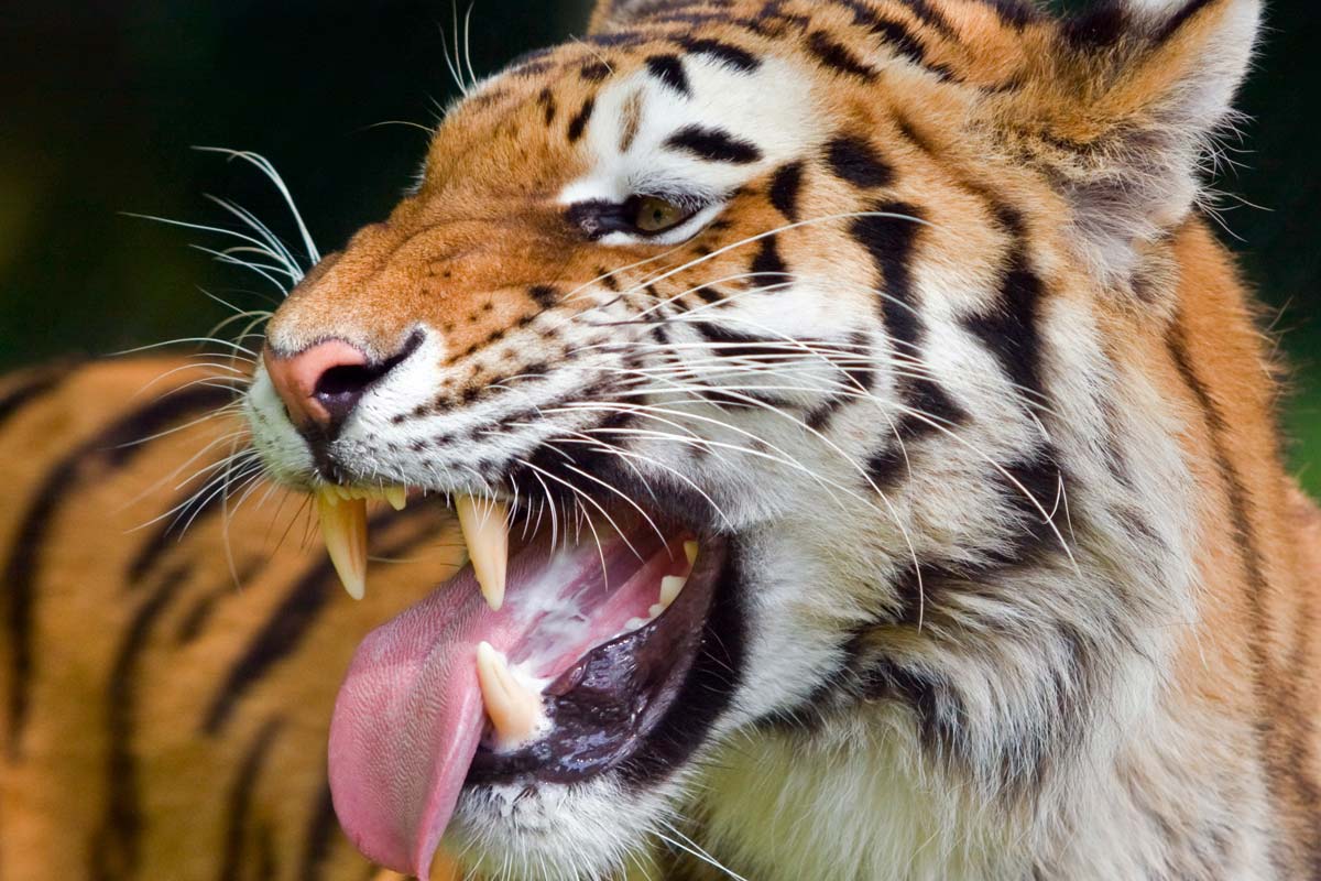 Cinco datos curiosos de los animales para celebrar su día