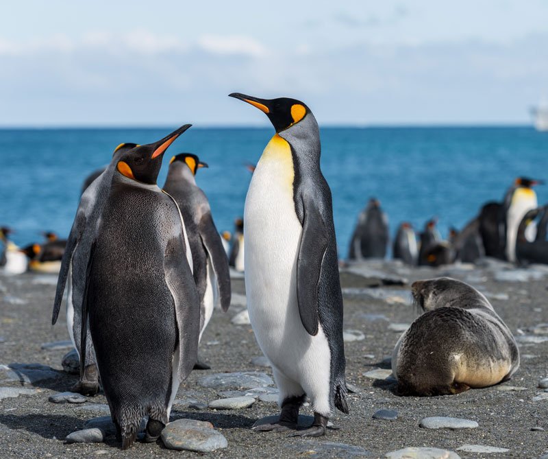 animales más fieles