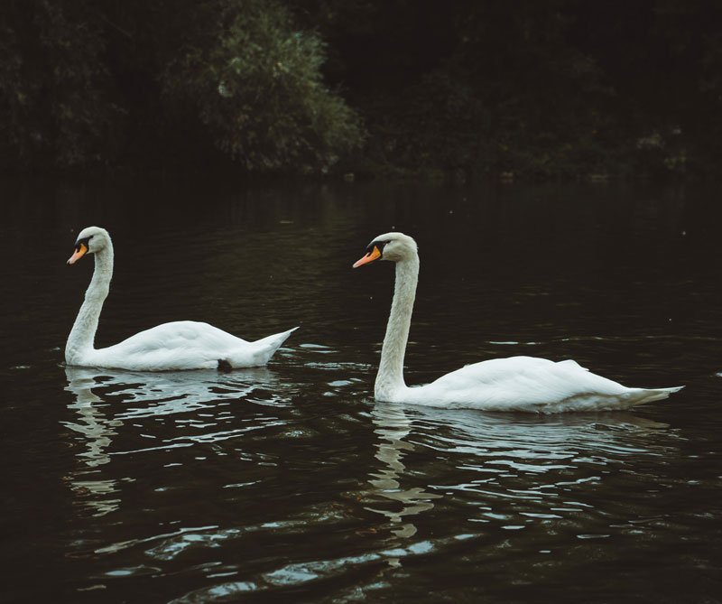 animales más fieles