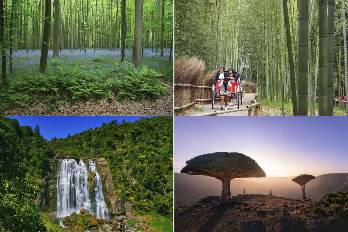 Estos son los ocho bosques más hermosos del planeta