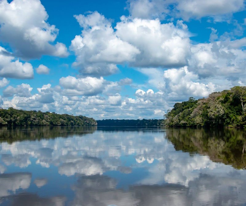 Saving the Amazon, la plataforma para ayudar a la reforestación