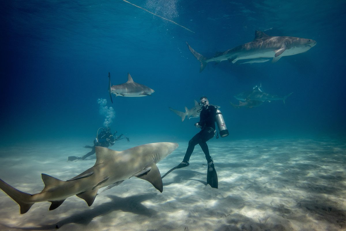 Los mejores cinco lugares del mundo para bucear