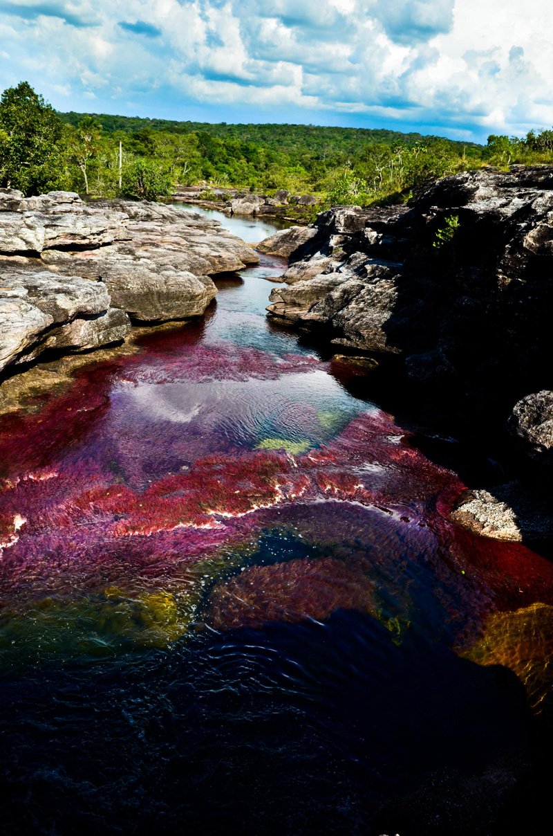 Caño Cristales