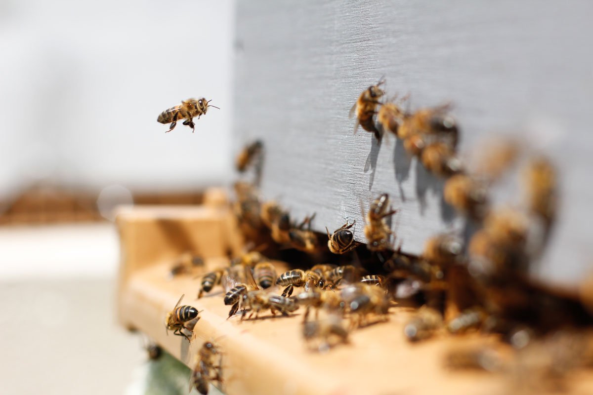 Las abejas se mudan a Bogotá: los primeros apiarios urbanos profesionales