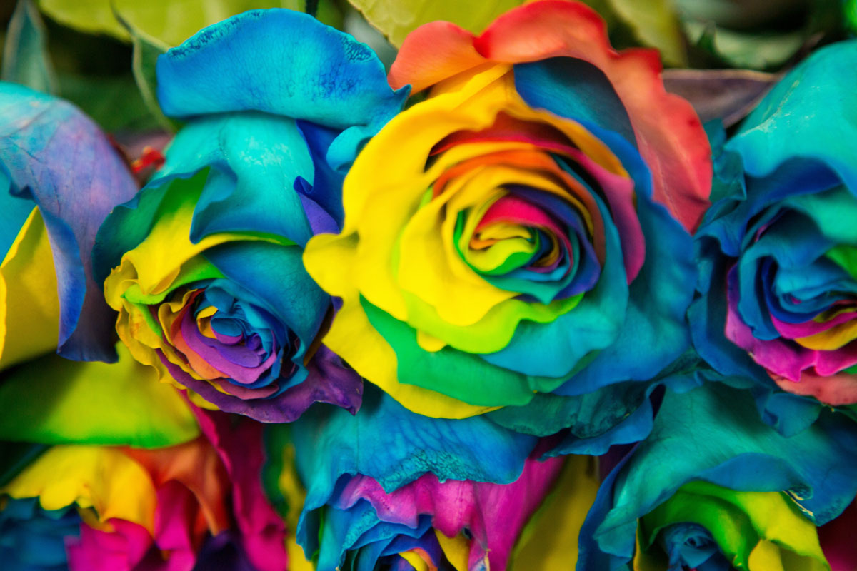 Galería: 10 flores y plantas colombianas para tener en casa