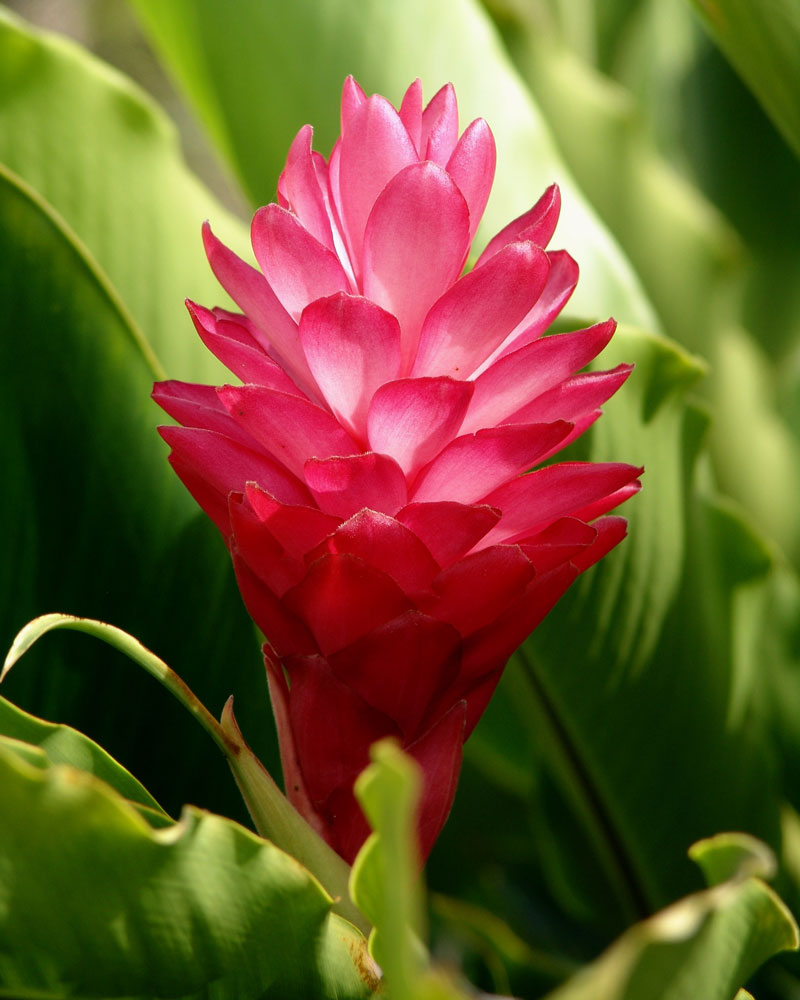 flores y plantas colombianas