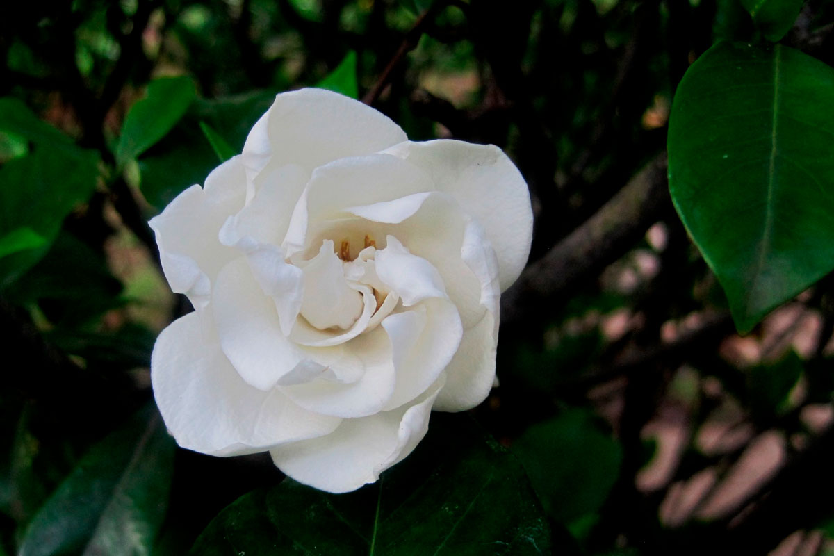 plantas saludables, gardenias,