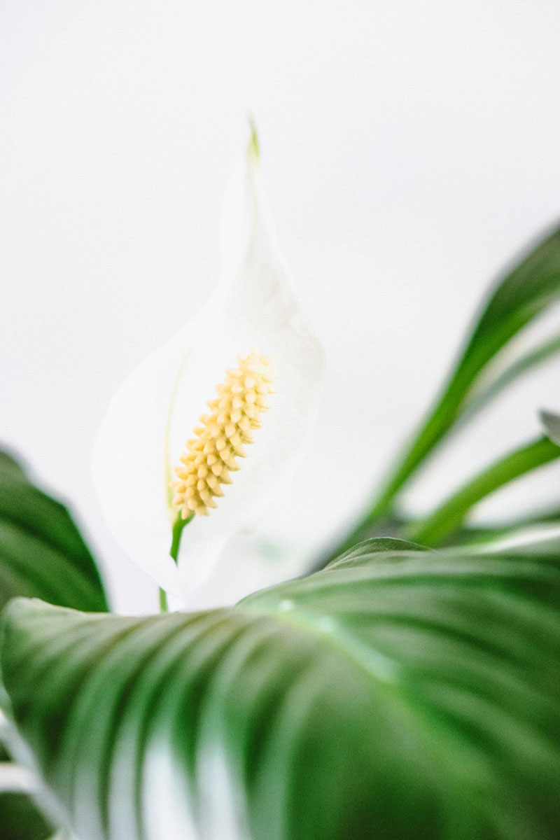 plantas, plantas saludables