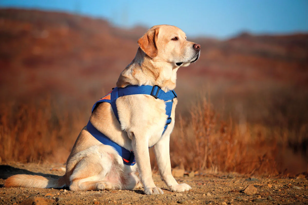 Perros de asistencia: cuando una mascota le puede salvar la vida