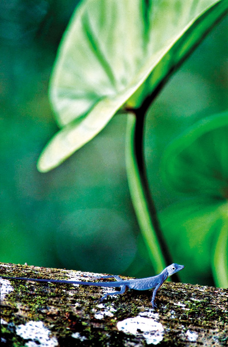 gorgona en el Pacífico