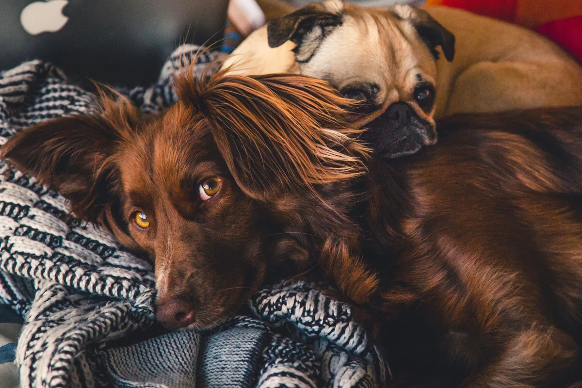 5 consejos que debe tener en cuenta antes de adoptar una mascota