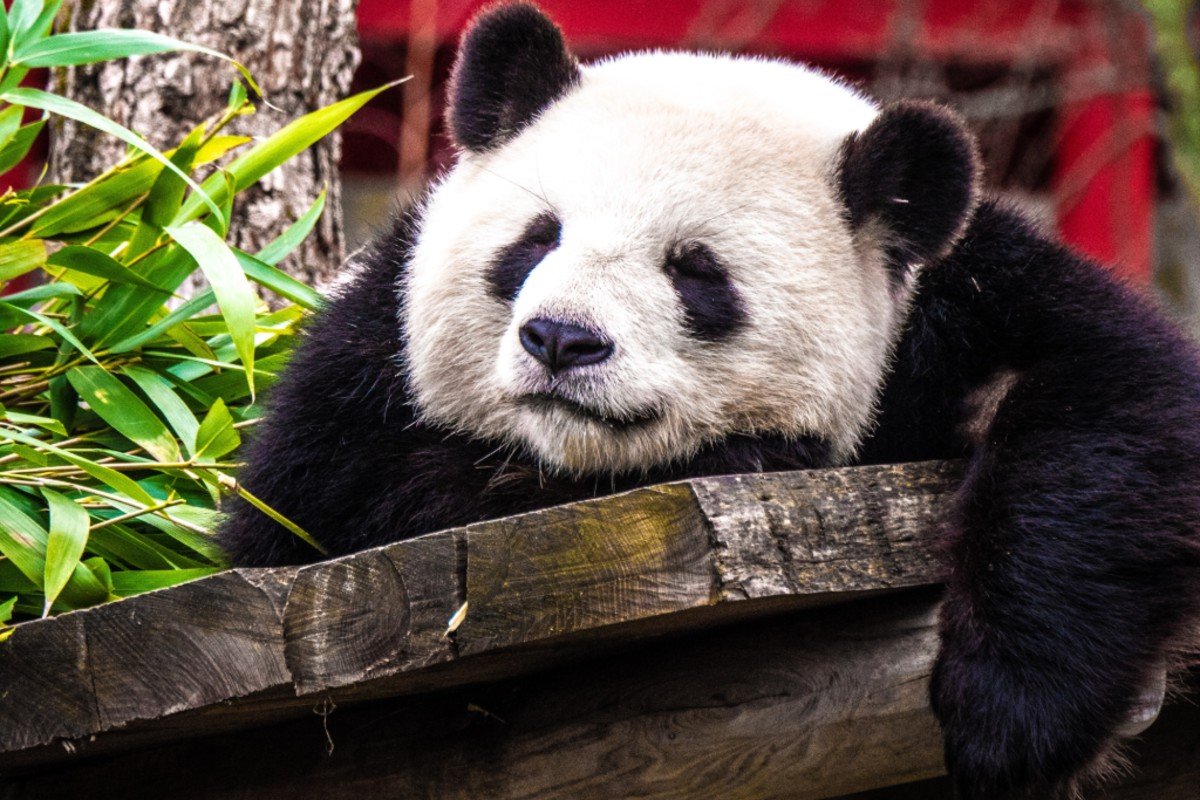 10 cámaras web para ver la vida salvaje en tiempo real