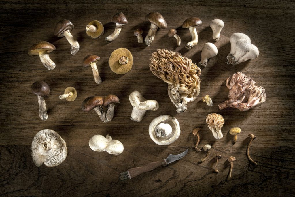 Champiñones y otros hongos para probar en casa