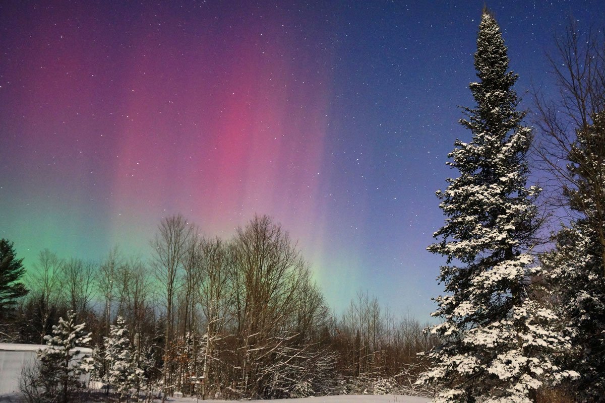 aurora morada con árbol