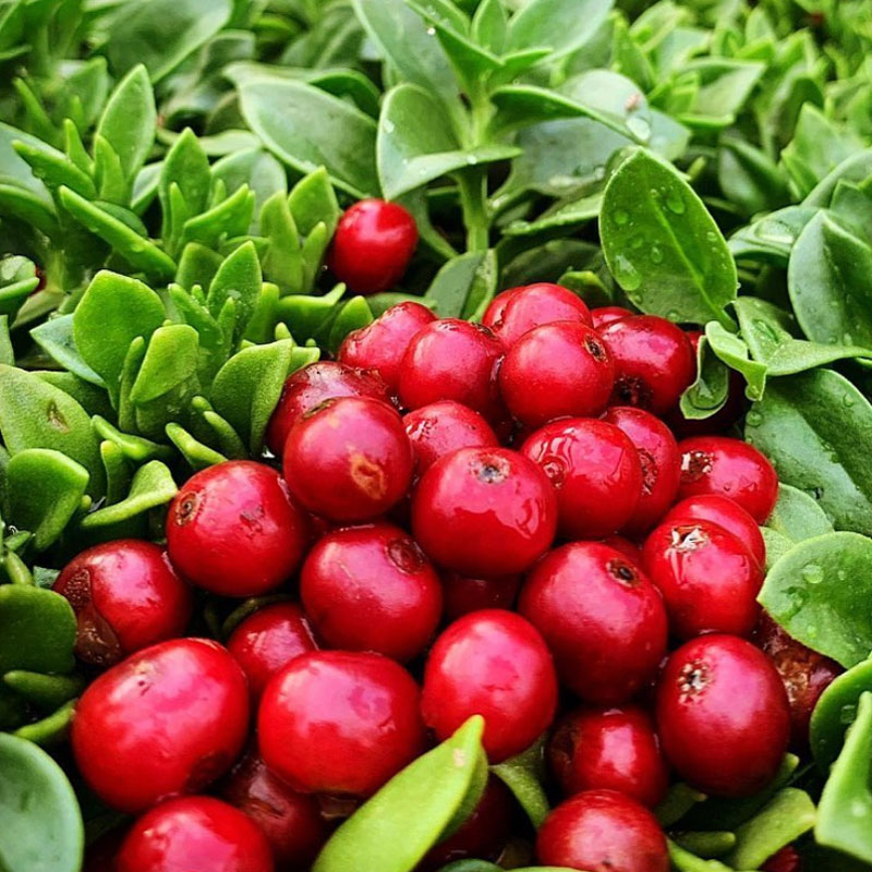 cerezas de café