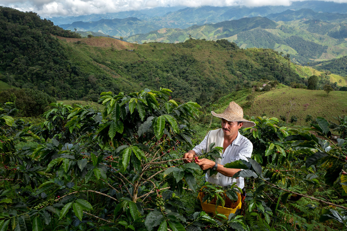 Esperanza de Colombia, el café de Nespresso cultivado en Caquetá y Nariño