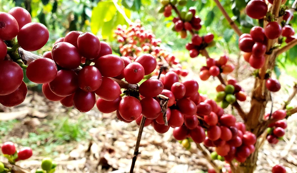 cerezas de café