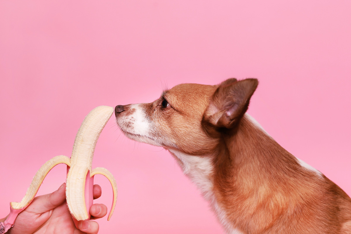 ¿Existe la alimentación saludable para mascotas?