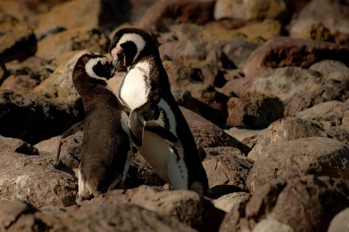 ¿Cuáles son los animales más fieles del reino animal?
