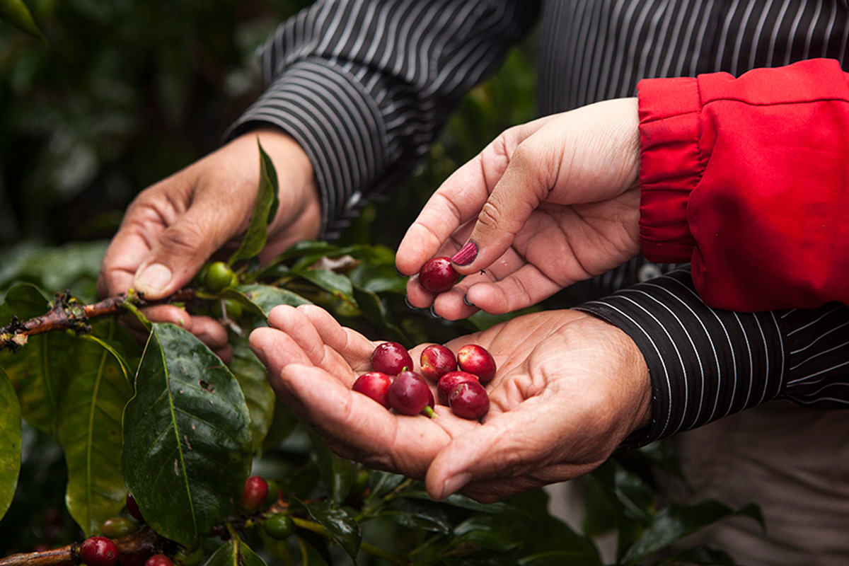 Nespresso rinde un homenaje a las caficultoras de Colombia