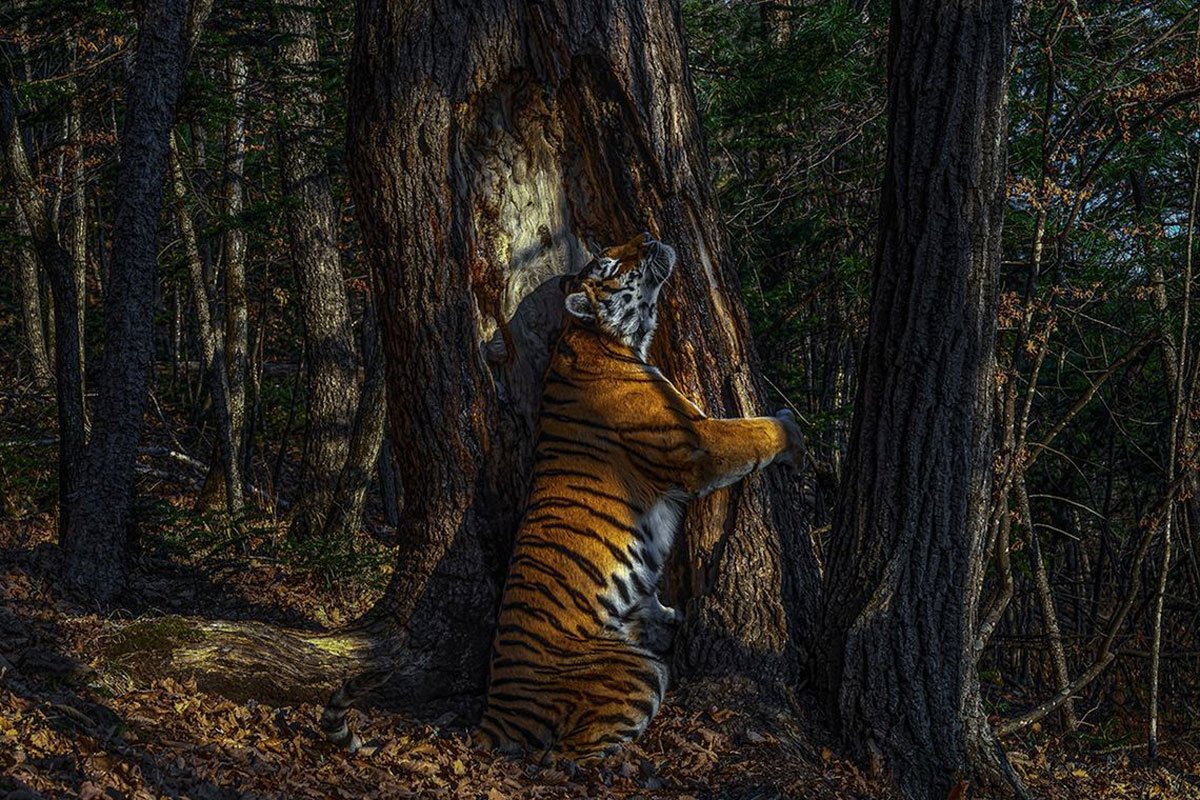 Planeta mágico: vea lo mejor de la fotografía de vida silvestre de 2020