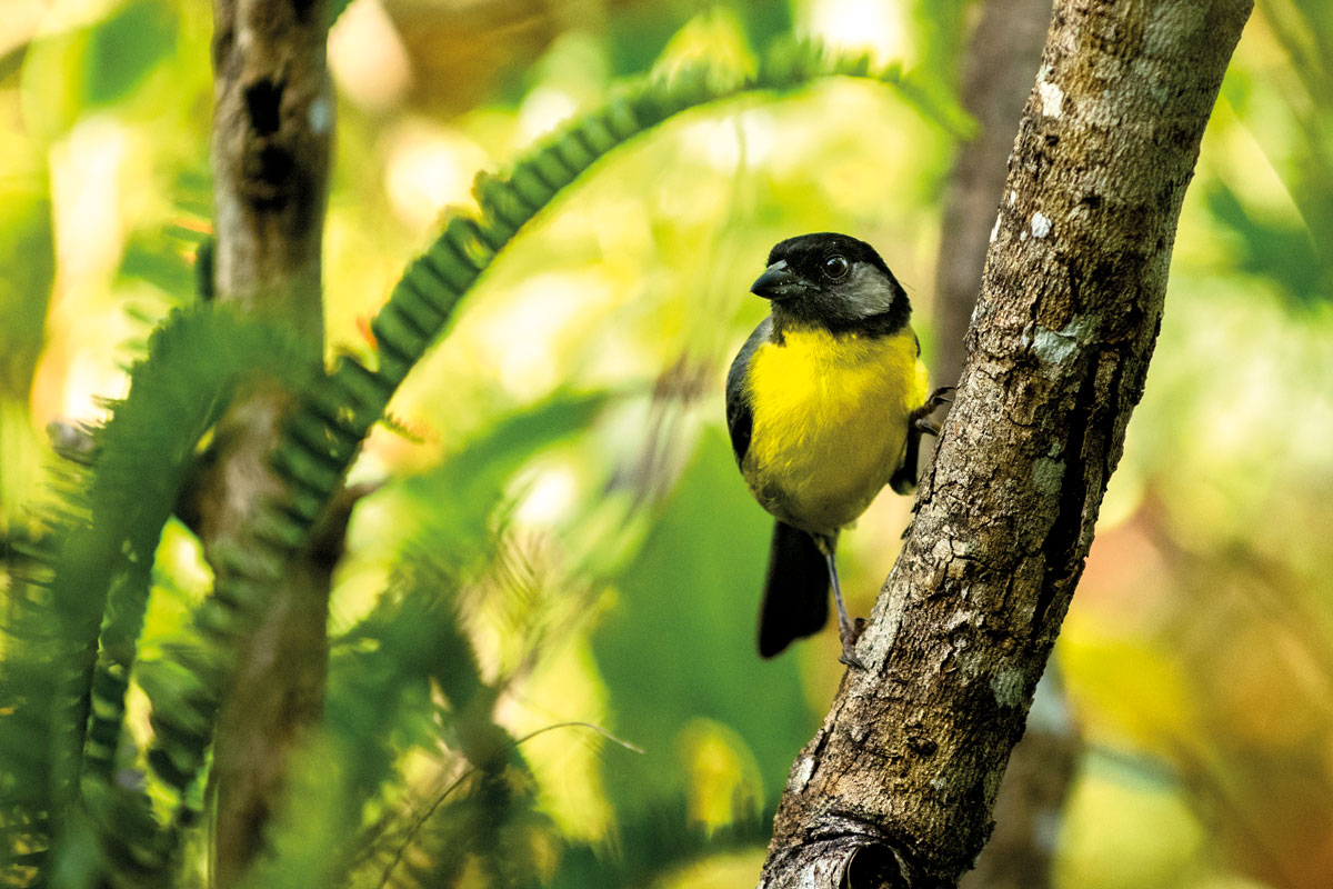 Colombia como destino para avistar aves: el proyecto de John Myers