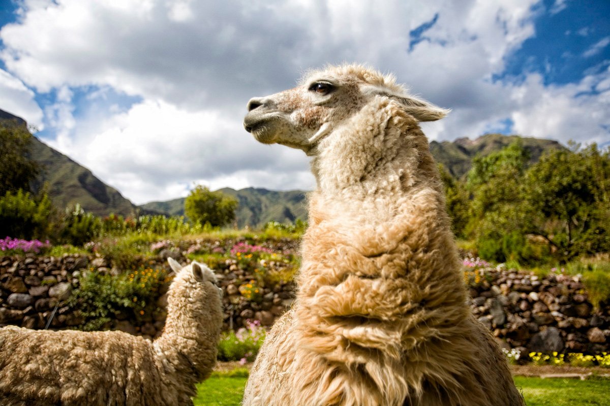 Machu Picchu ya tiene todo listo para recibir a los colombianos en 2021