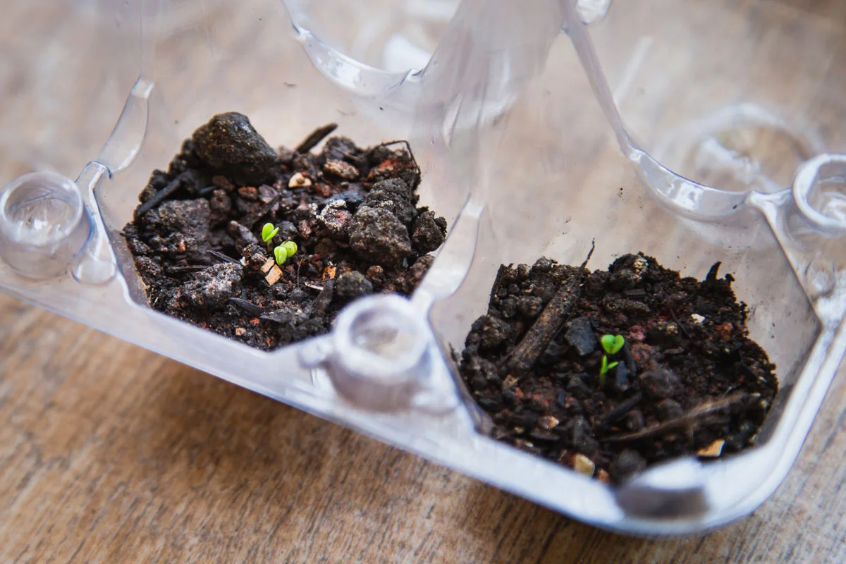 Guía para hacer su propio compost en casa