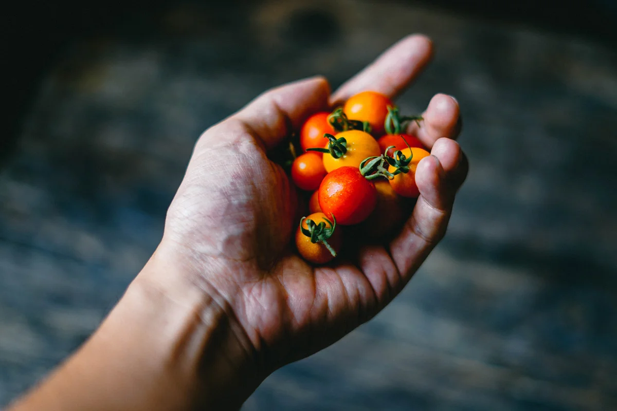 ¿Cómo tener un cultivo orgánico en casa?