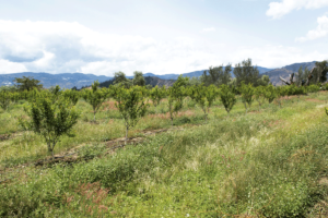 María Ángela Holguín