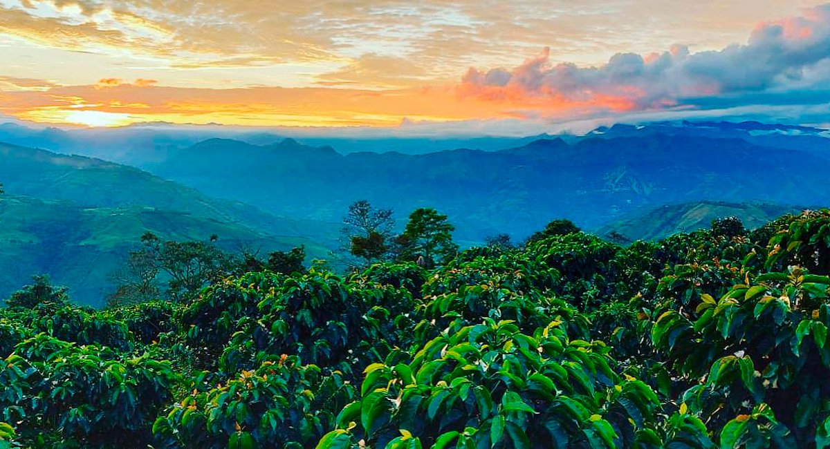 cafetales Irrúa Café