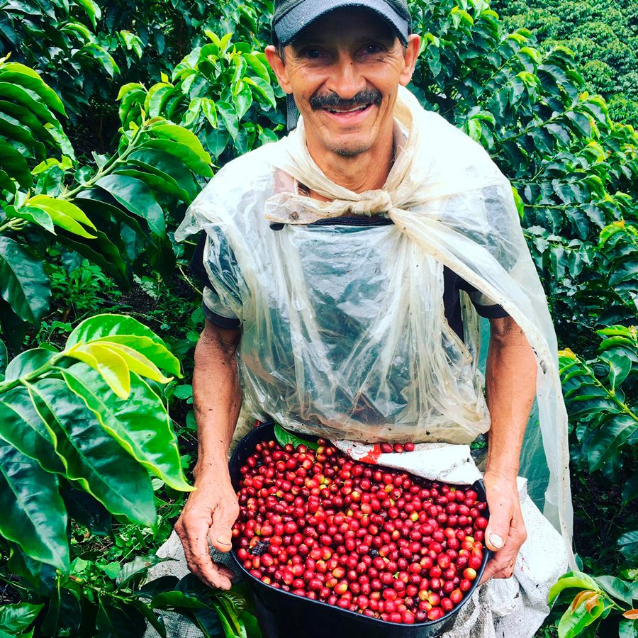 caficultor