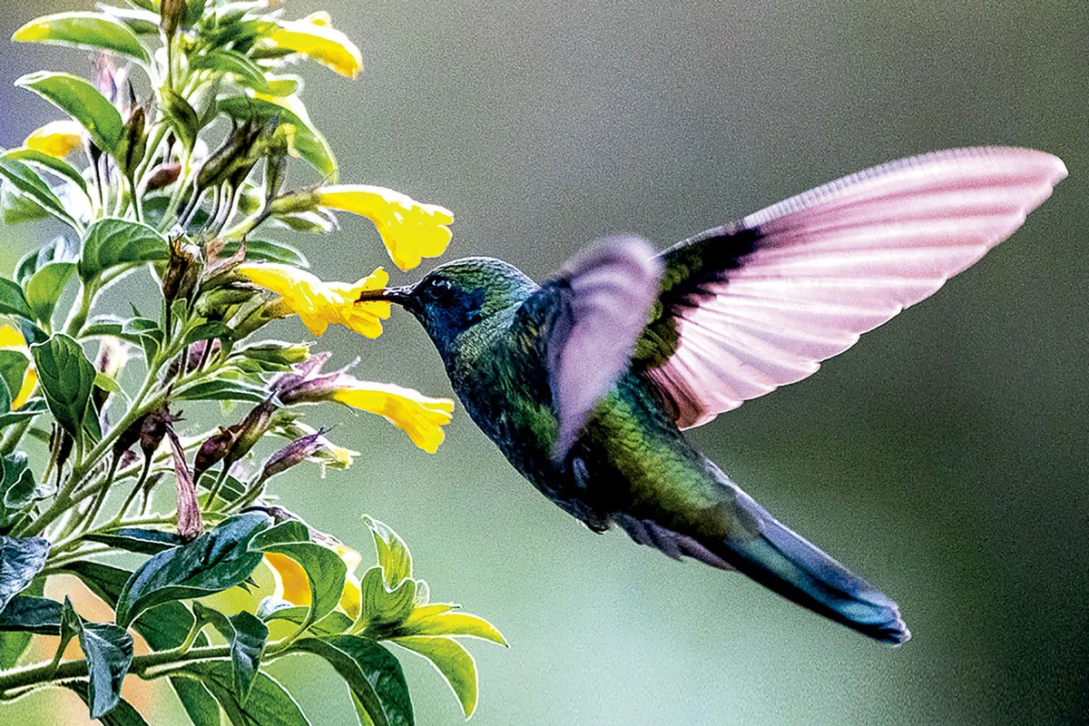 Merenberg, la saga familiar de la conservación ambiental