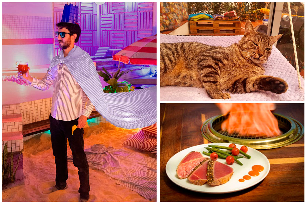 Un café de gatos y otros dos planes para divertirse en Bogotá