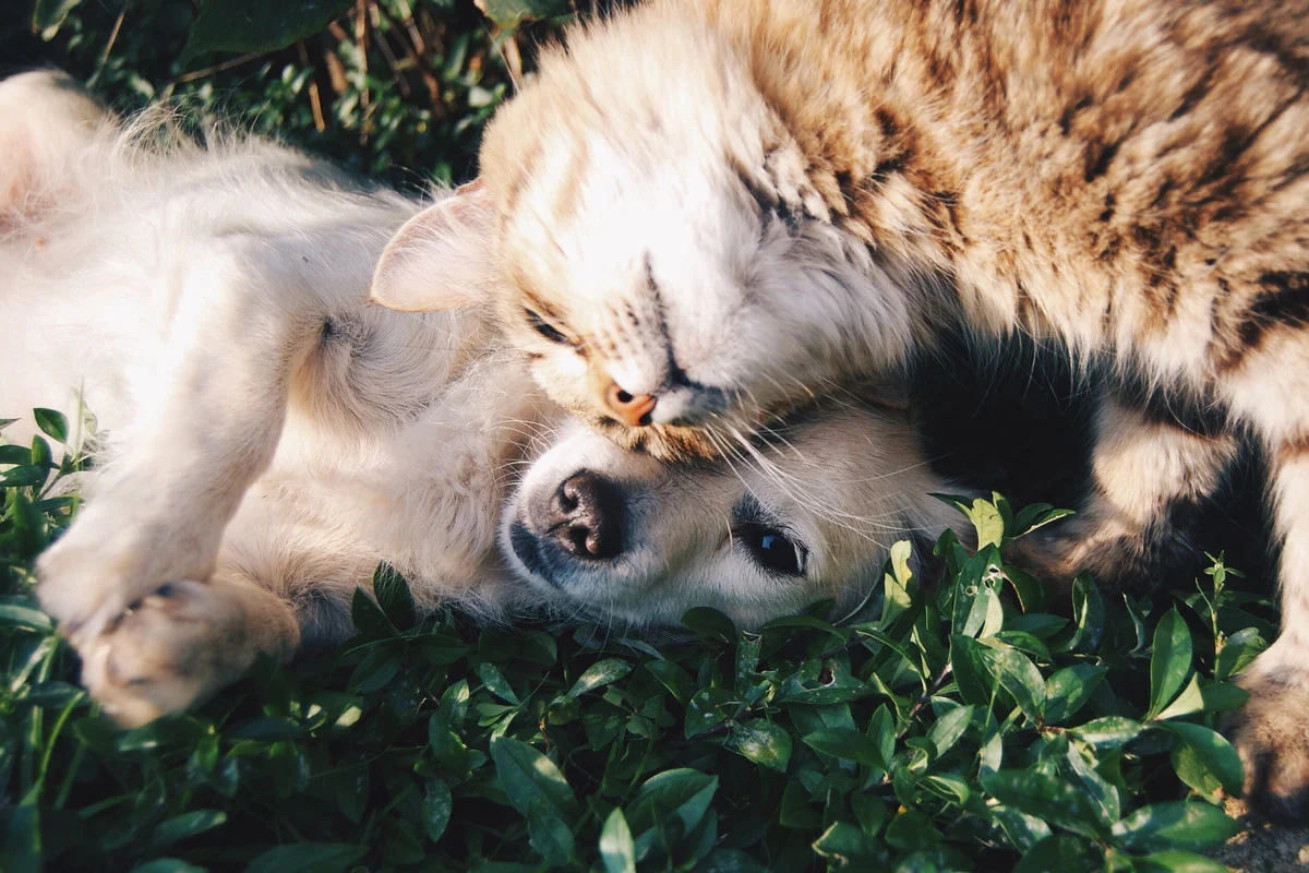 Consejos de un veterinario para tratar la ansiedad y estrés en mascotas