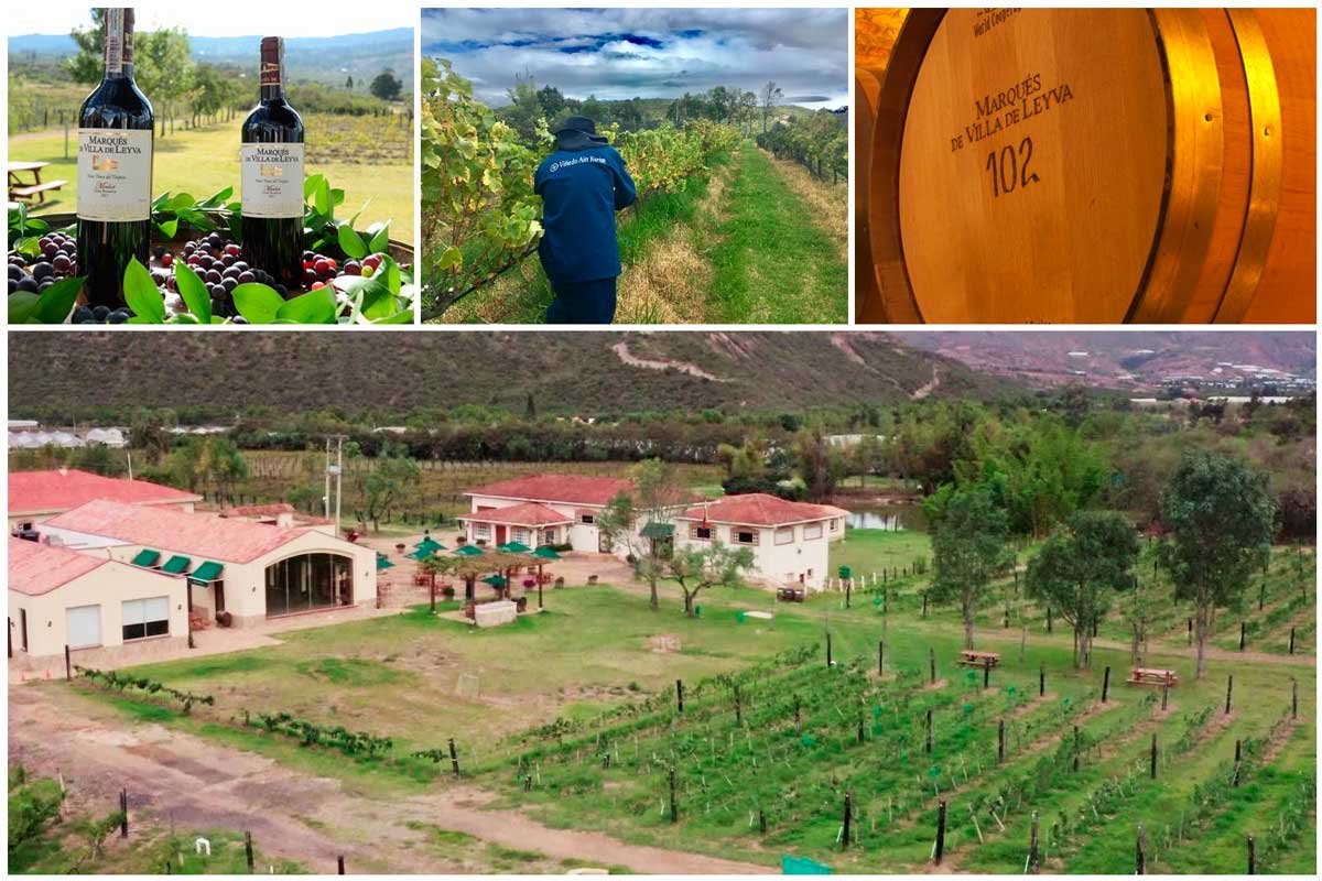 Conozca el mejor viñedo de Boyacá